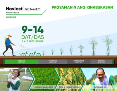 novlect flyer of timing of application